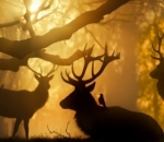 Rusa dan Matahari Terbit