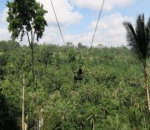 Flying Fox