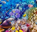 Great Barrier Reef