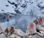 Monyet Berendam Air Panas