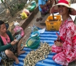 Berbelanja Ulat Sutera