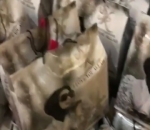  Bingkisan dari Syahrini