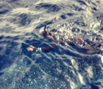  Hamish Daud Menyelam