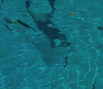 Berenang Bersama Hiu