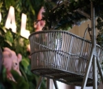 Dekorasi Aqiqah Baby Salma