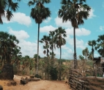  Pulau Penghasil Tiilangga