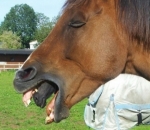 Duh, Si Induk Kuda Makan Anaknya Sendiri?