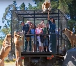 Bertemu Singa dari Jarak Dekat di Selandia Baru