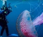 Ikut Berenang Bersama Ubur-Ubur