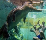 Berenang Bersama Para Buaya