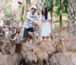 Raditya Dika dan Anissa Azizah Memberi Makan Rusa Bersama