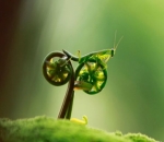 Belalang Naik Sepeda