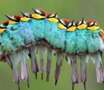 Burung atau Ulat Bulu?