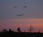 Indahnya Matahari Tenggelam Membuat Burung Pun Ikut Tersenyum