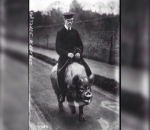 Babi sebagai Kendaraan di Jalanan