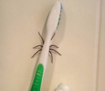 Laba-Laba di Sikat Gigi