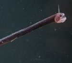 Pacific Blackdragon Hidup di Laut Dalam