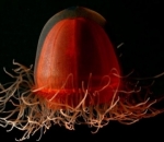 Ubur-Ubur Crossota Norvegica dengan Tubuh Kecil