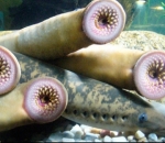Sea Lamprey Memiliki Mulut yang Mengerikan