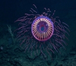 Halitrephes Jelly Memiliki Bentuk yang Indah