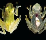 Katak dengan Tubuh Transparan