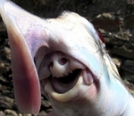 Hiu Hantu Australia Punya Wajah Mengerikan