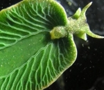 Elysia Chlorotica, Siput dengan Bentuk Daun 