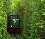 Terowongan Cinta di Ukraina yang Terbentuk dari Pohon