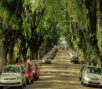 Terowongan dari Pohon Rimbun di Jalan Rua Goncalo de Carvalho, Brazil