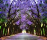 Jalan Jacarandas yang Menawan Tiap Oktober, Afrika Selatan