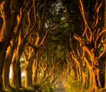 The Dark Hedges di Irlandia Utara yang Tampak Menyeramkan Sekaligus Indah