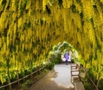 Terowongan Laburnum yang Indah di Inggris