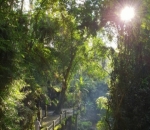 Merasakan Kedamaian dan Keindahan di Ubud, Bali
