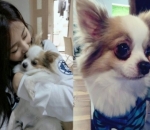Anjing Tzuyu Twice yang Menggemaskan