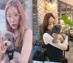 Poodle Punya Taeyeon yang Kerap Dipamerkan