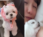 Shimkoong, Anjing Kesayangan Leeteuk