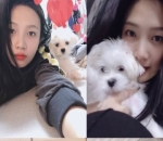 Anjing Joy Bernama Haetnim