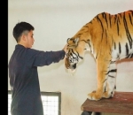 Jinora, harimau Alshad Ahmad