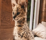 Kucing Savannah Rachel Vennya yang diberi nama Muezza