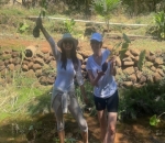 Panen Talas di Hawaii 