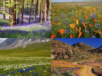 Bak di Negeri Dongeng, Inilah 5 Taman Bunga Liar Tercantik di Dunia