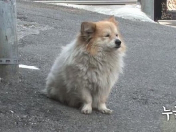 Anjing Ini Setia Menunggu Majikannya Selama 3 Tahun, Apa yang Didapat?