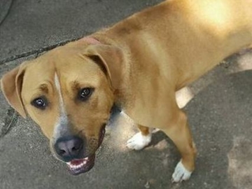 Tidak Ada yang Mau Mengadopsi Anjing ini, Staf Penampungan Pun Tak Tahu Mengapa