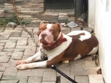 Warga Geger, Bocah 8 Tahun di Malang Tewas Gara-Gara Digigit Anjing Pitbull