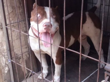 Keluarga Akui Menyesal, Terungkap Fakta Pitbull yang Menggigit Sasa Pernah Juarai Kontes