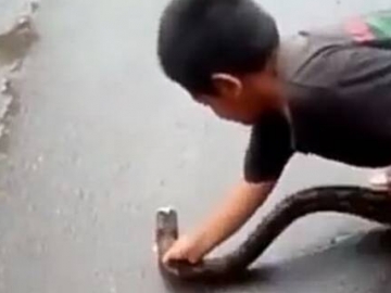 Nekat Tangkap Piton dengan Tangan Kosong, Aksi Bocah Sulsel Ini Jadi Sorotan Dunia