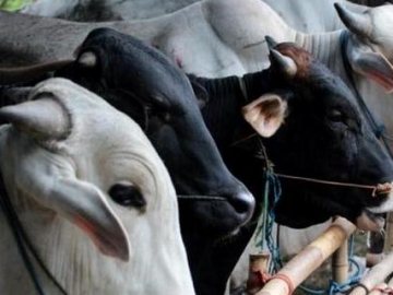 Beratnya Sampai 800 Kg, Pemilik Sampai Tidur di Samping Sapi Kurban Presiden Jokowi