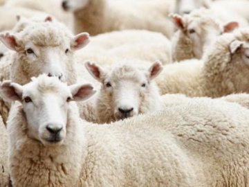 Idul Adha Telah Tiba, Inilah 7 Fakta Menarik di Dalamnya