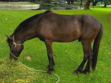 Dihadiahi Dua Kuda Sandalwood Senilai Rp 70 Juta, Presiden Jokowi Lapor KPK