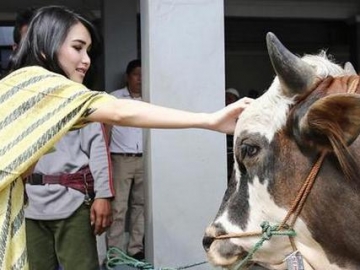 Gelar Acara Kurban di Rumah, Mobil Ayah Ayu Ting Ting Diseruduk Sapi